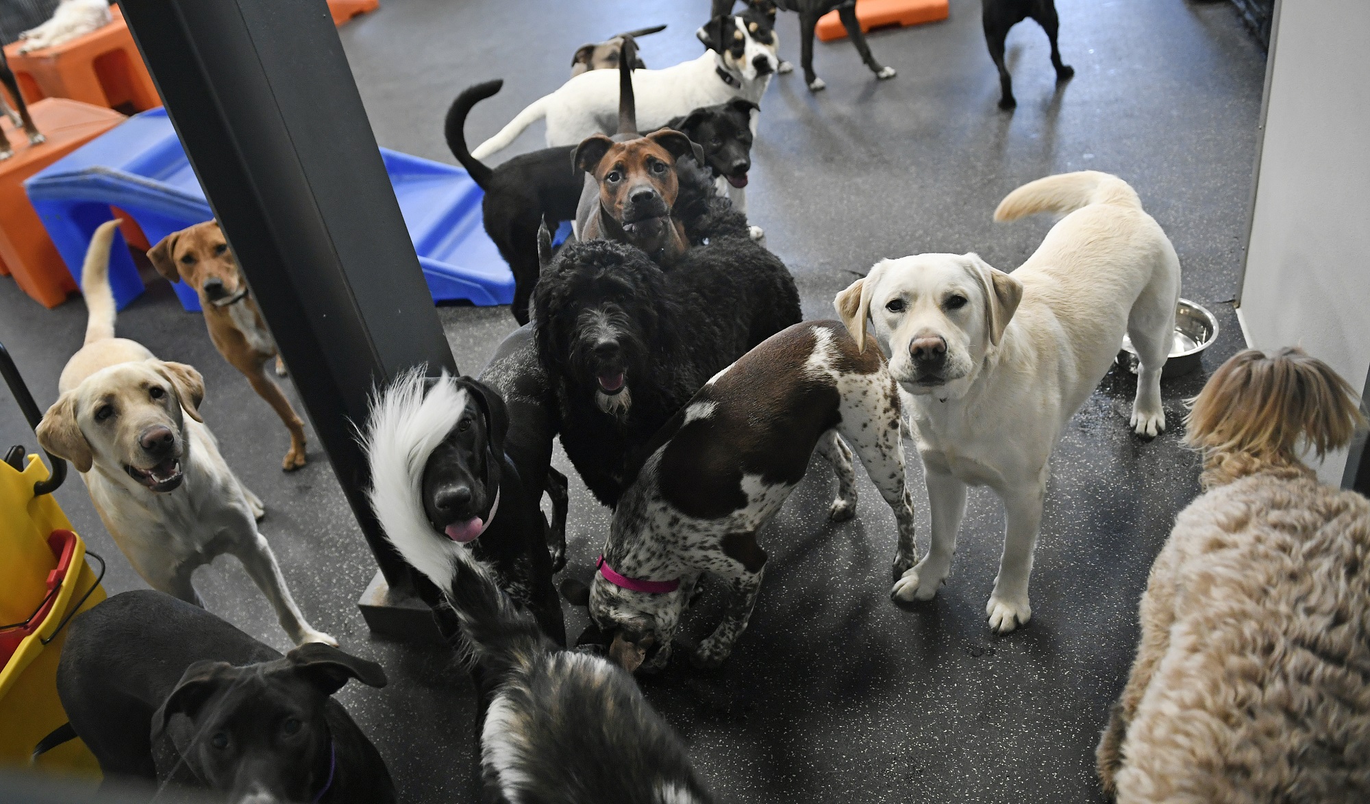 Dogs gather in a playroom at Dogtopia in Fort Collins.