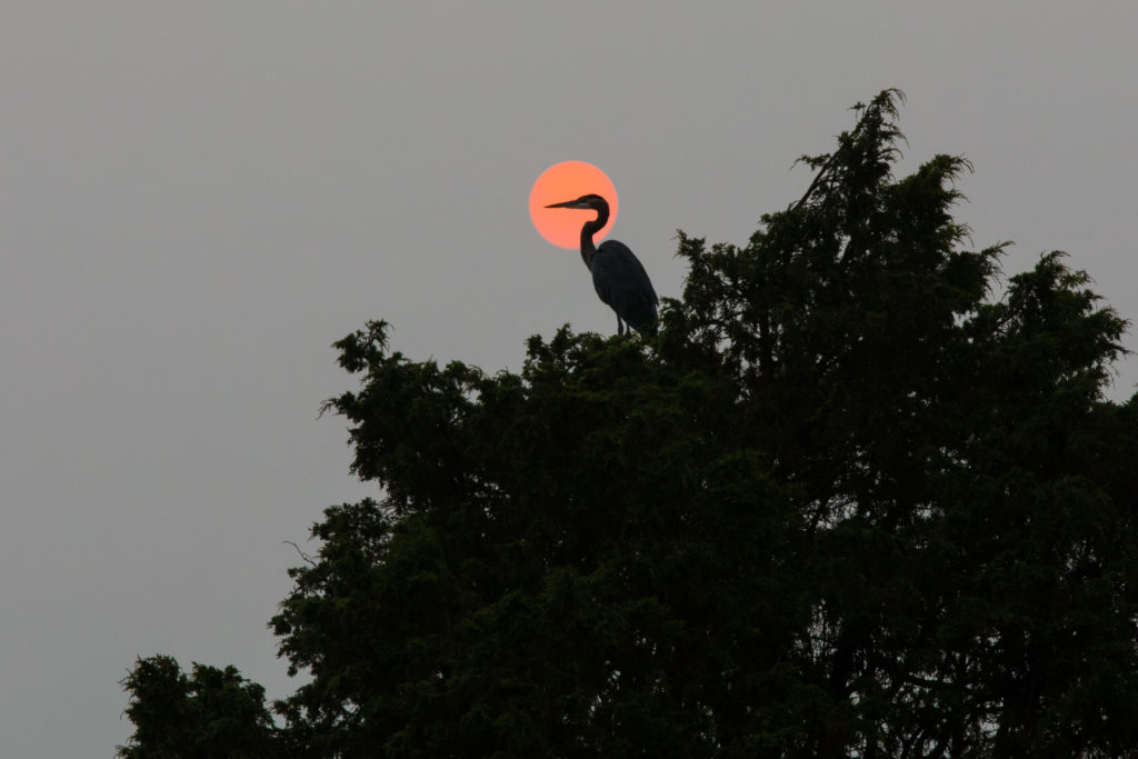 The head and beak of a heron perched in a tree stand out against the orange sun in the sky. 