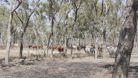Feral bison in Australia