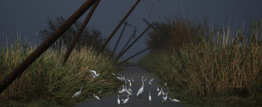Photo showing birds walking on a pathway, with telephone poles leaning sideways above and a stormy, dark sky.
