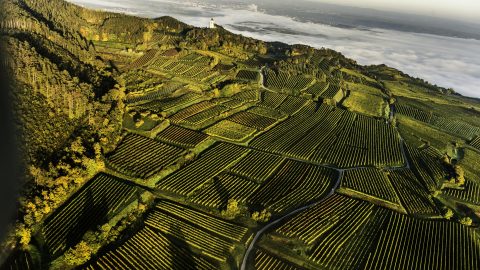 An overhead view of vineyards in Austria
