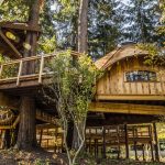 Cedar treehouse with a curved roof and glass window nestled into a stand of Douglas firs