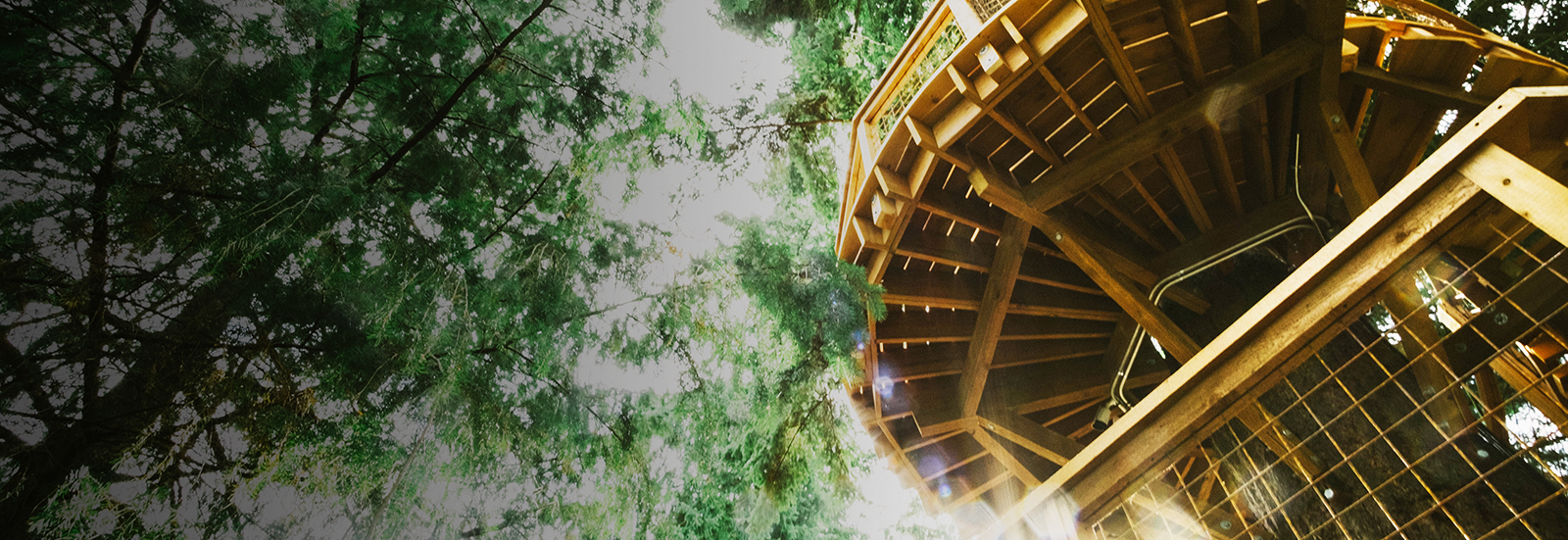 Winding wooden staircase against a backdrop of trees and sunlight