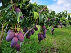Purple mangoes