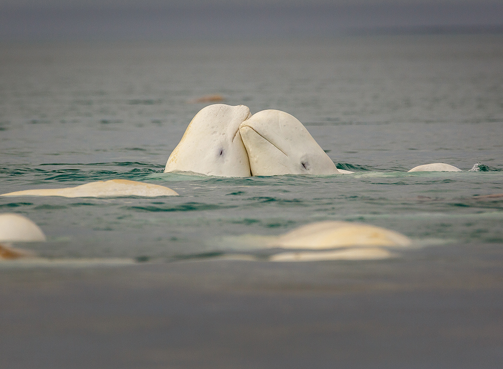 zwei Belugawale reiben ihre Köpfe aneinander in den Gewässern von Alaska