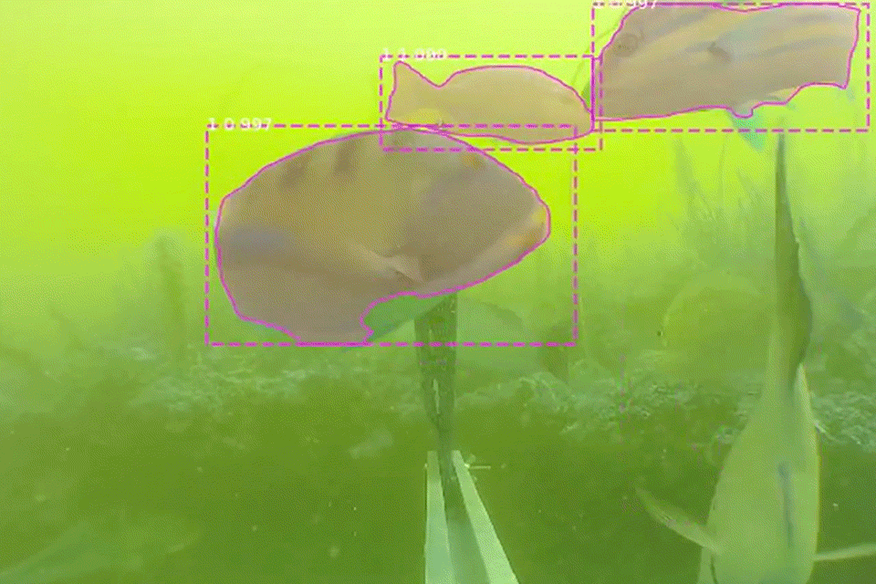 Fischschwarm wird durch eine Kamera markiert