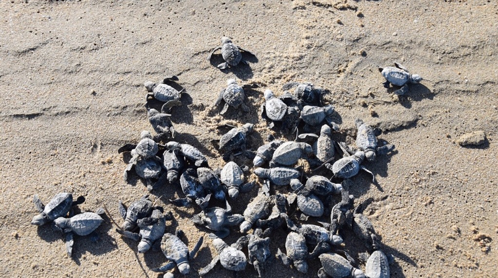 Docenas de tortugas bebés emergen de un nido en la arena