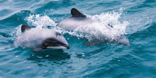 Delfines de Maui nadan.