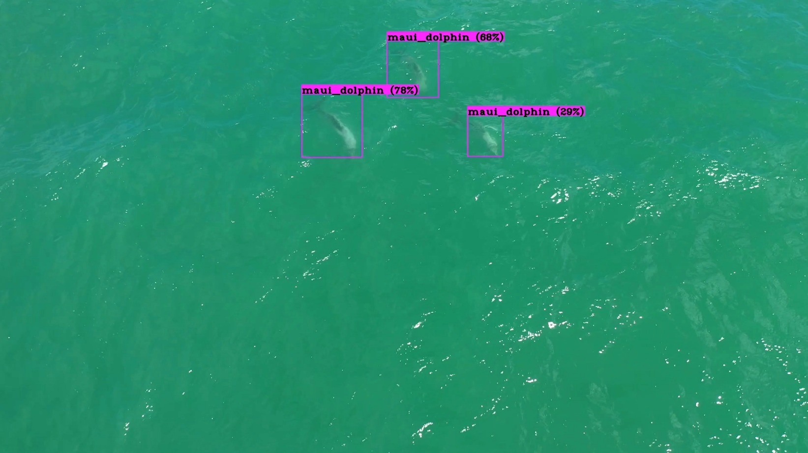 Tres delfines de Maui mostrados bajo el agua y etiquetados a partir de imágenes de drones.