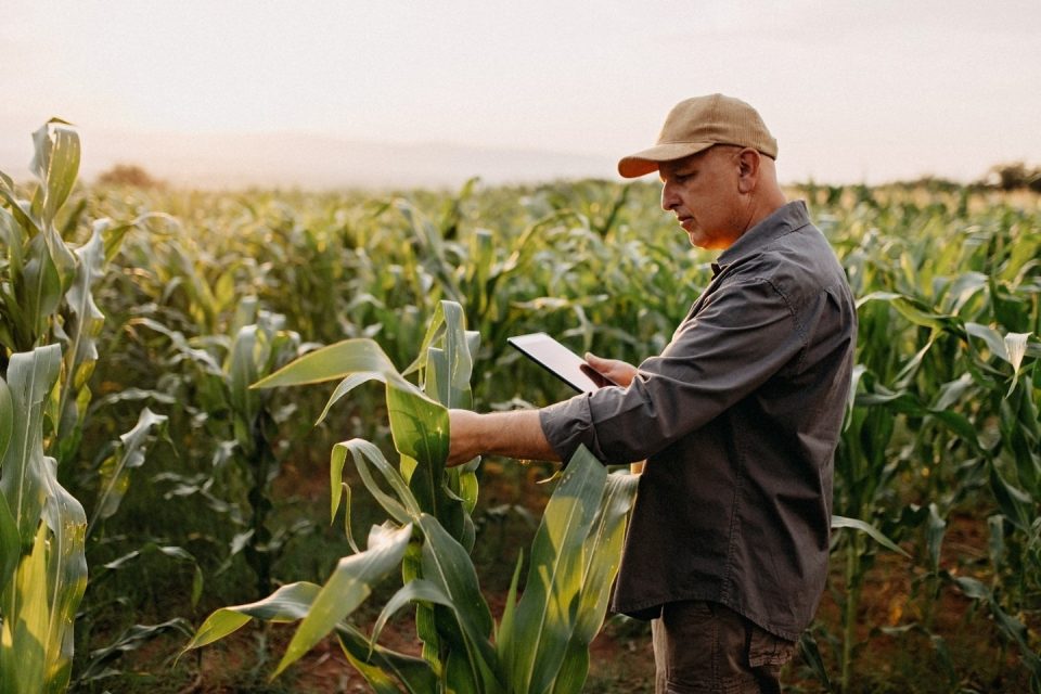 trabajador de la industria agrícola con camisa y gorra, analiza un plantío de maíz
