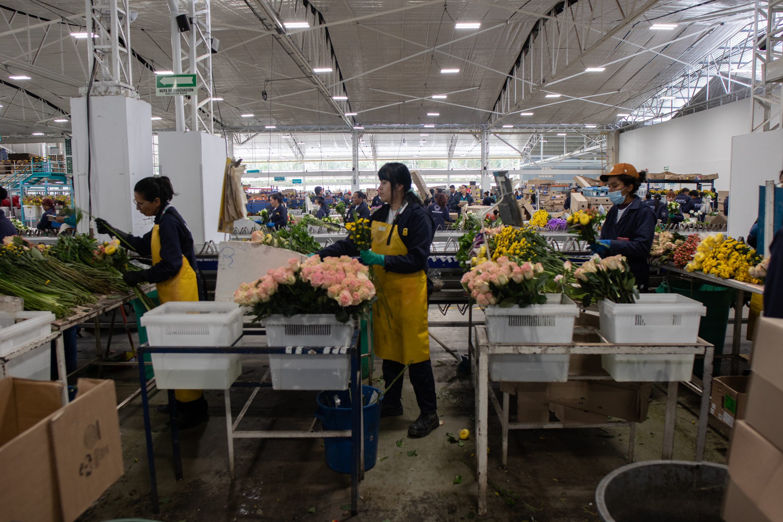 GHT, empresa colombiana que presta servicios a más de 40 empresas del sector floricultor