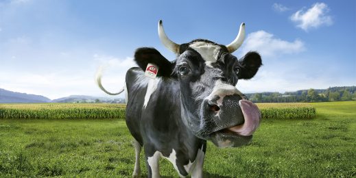 A picture of a cow
