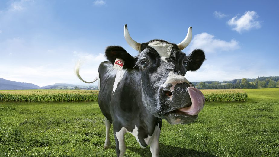 A picture of a cow