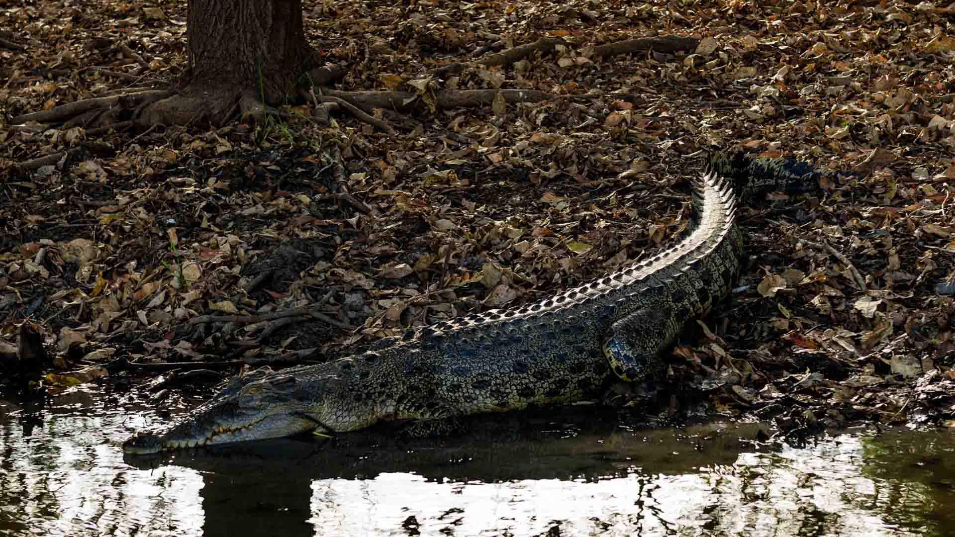 Crocodilo de água salgada na beira da água.