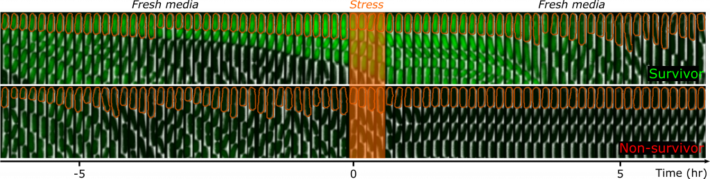 As células ligam estocasticamente a resposta ao estresse e diminuem o crescimento para sobreviver a tempos estressantes futuros. Uma montagem de E. coli cultivada em um dispositivo microfluídico ilustra esse fenômeno.