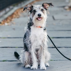 Winston, cão dos fundadores da DogSpot.
