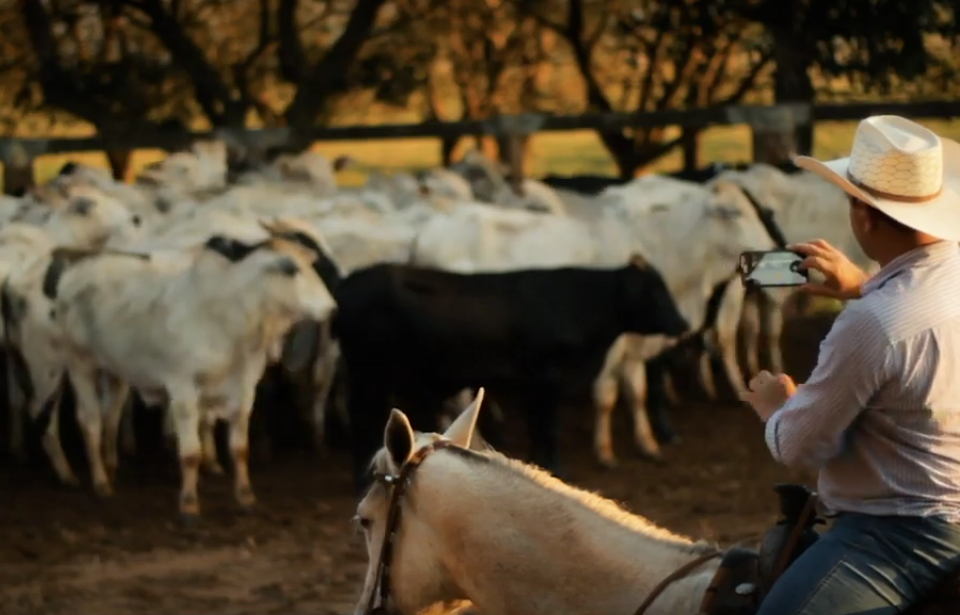 Vaqueiro montado a cavalo fotografa gado.