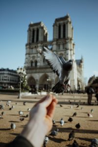 Turista alimenta pomba diante da catedral de Notre-Dame.