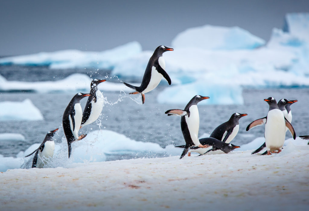 Pinguim saltam na praia.