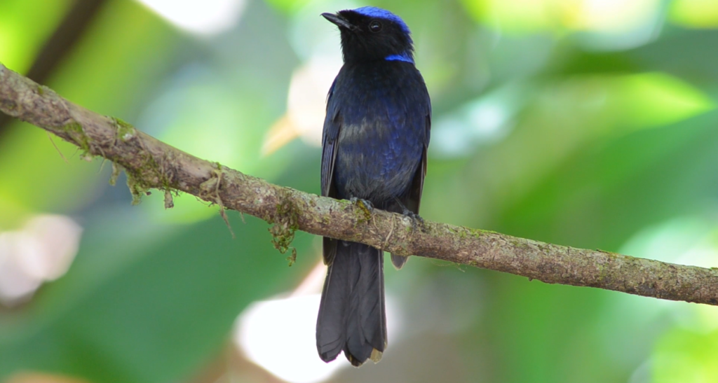 Pássaro preto de rista azul pousado num galho de árvore.