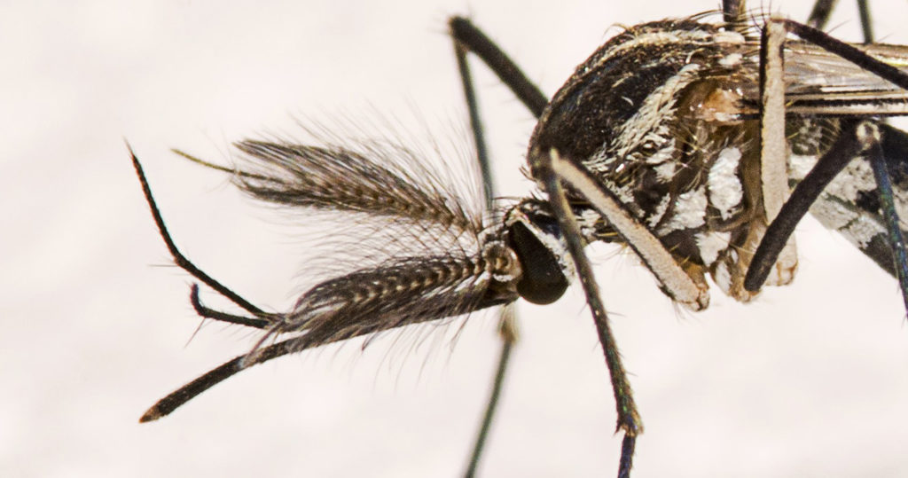 Mosquito. Crédito: Shutterstock