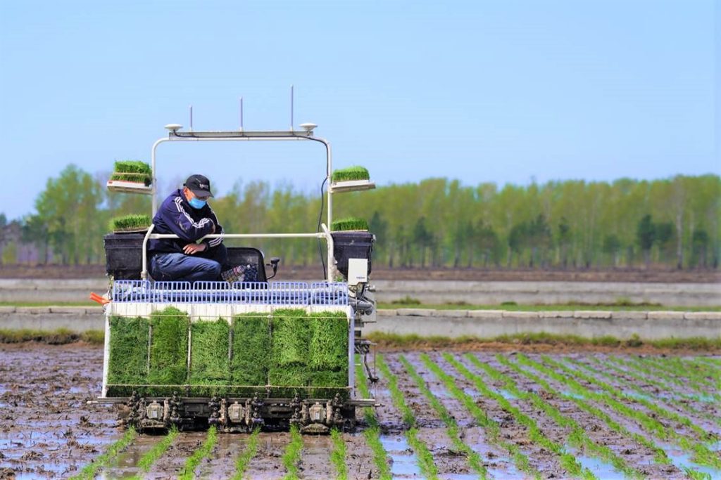  fazendeiro observa enquanto um transplante de arroz inteligente planta um campo com mudas