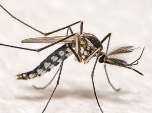 mosquito aedes