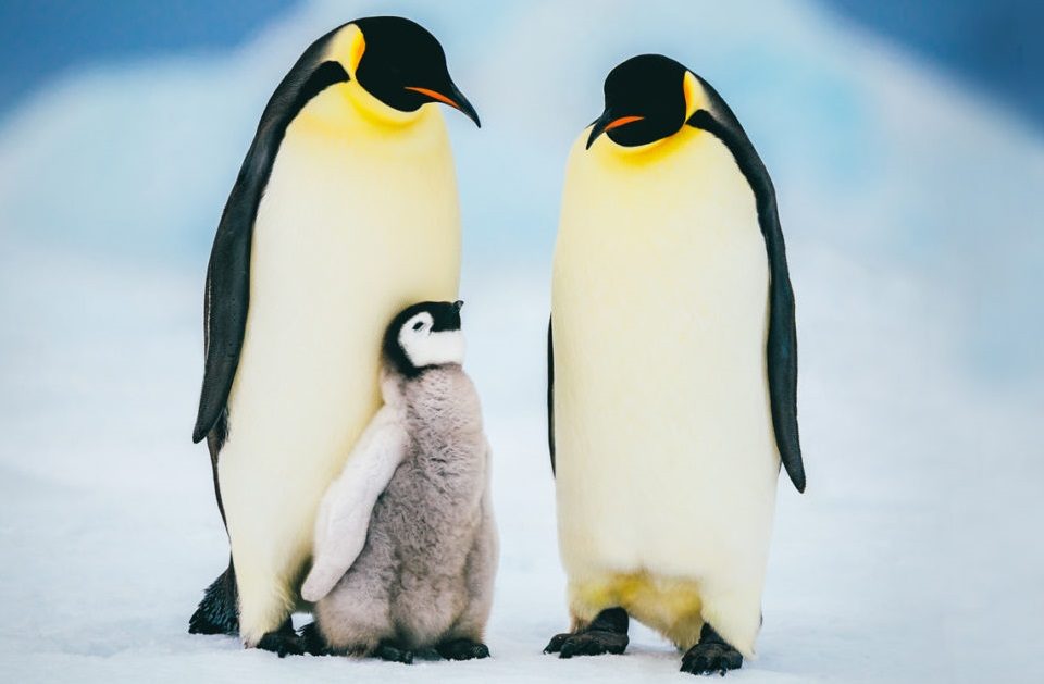 família de pinguim