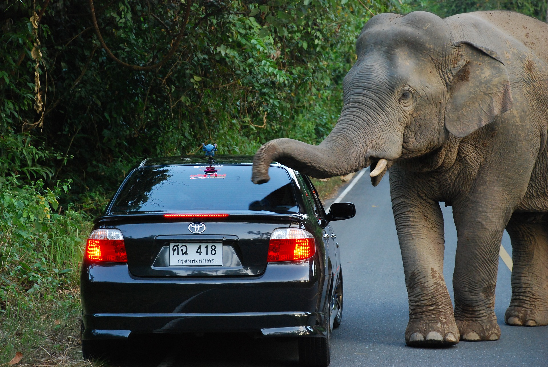 Слон рядом с машиной