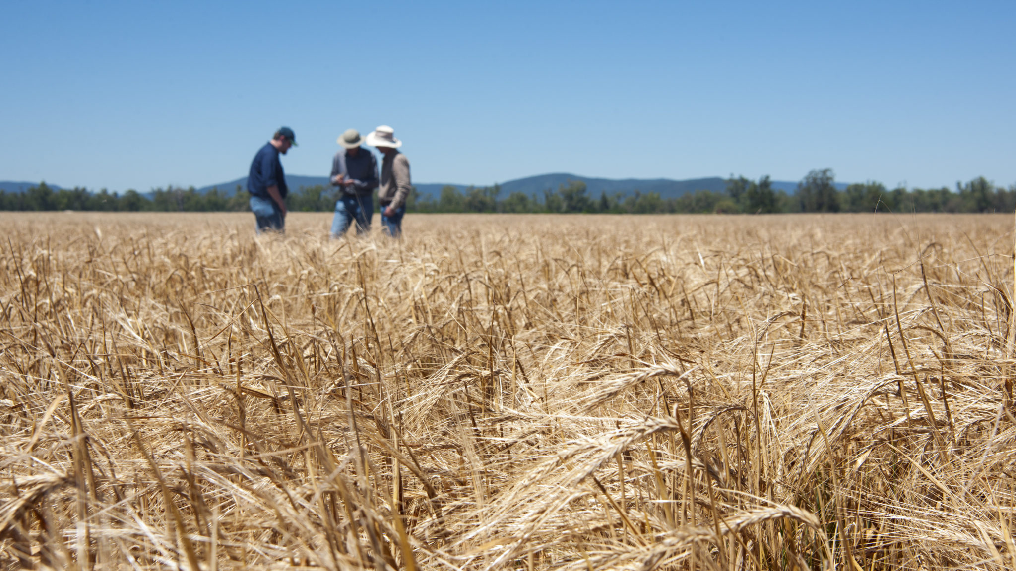 A wheat filed with a group of men standing in the background