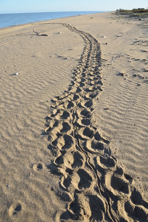 sand tracks on a beach