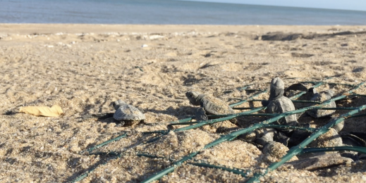 turtles on beach