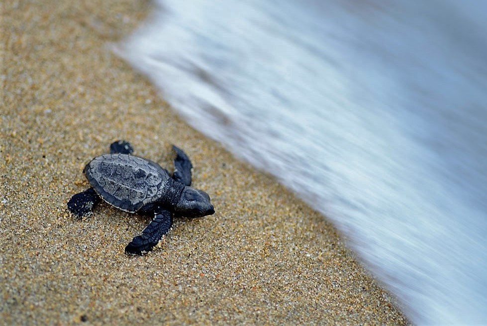 A baby turtle on sand and at teh water's edge