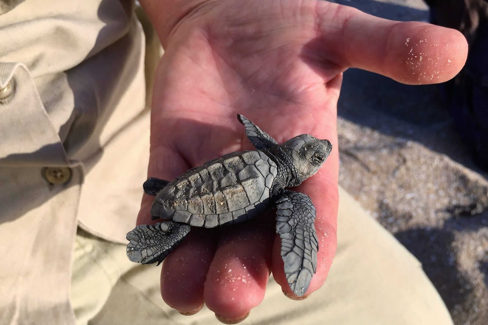 A baby turtle in the palm of a man's hand.