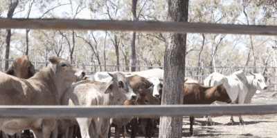 cattle in a corral