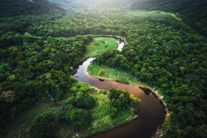 A river running through a forrest