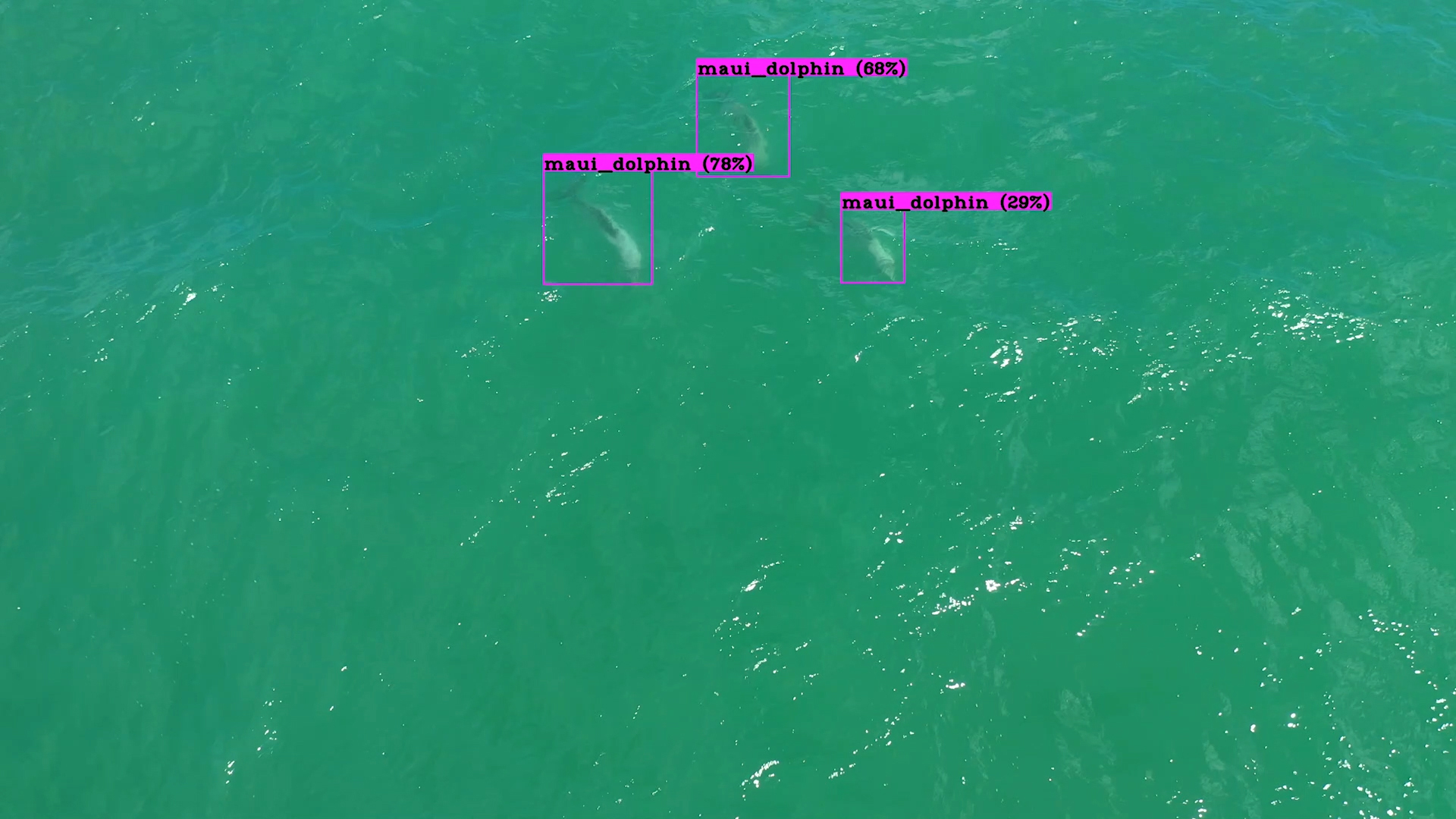 Three Maui dolphins shown underwater and and tagged from drone footage.