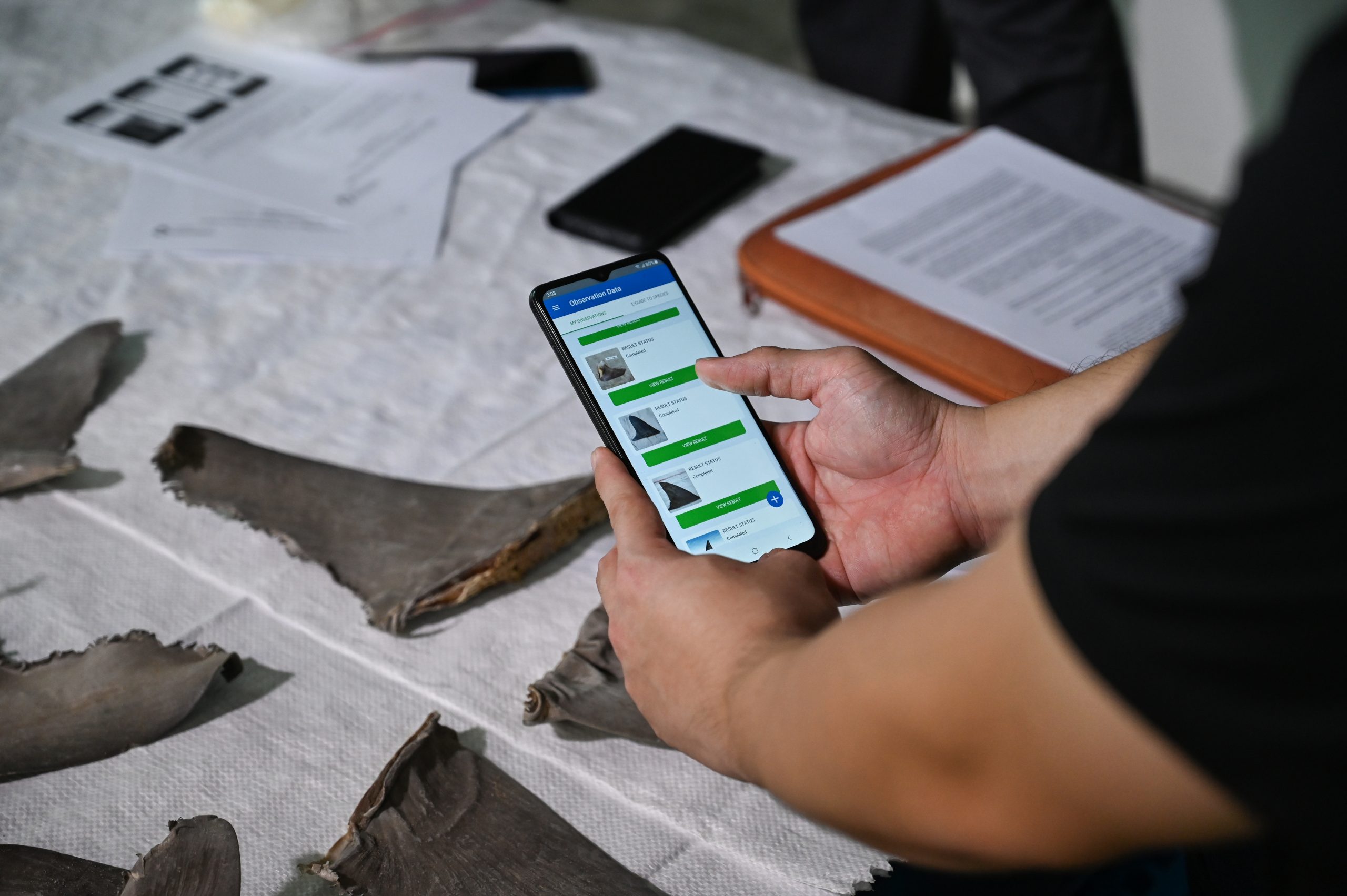 Singapore develops Asia’s first AI-based cellular app for shark and ray fin id to fight unlawful flora and fauna industry – Singapore Information Middle