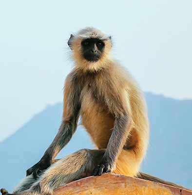 Monkey business: Delhi gets cutouts of langurs to ease menace