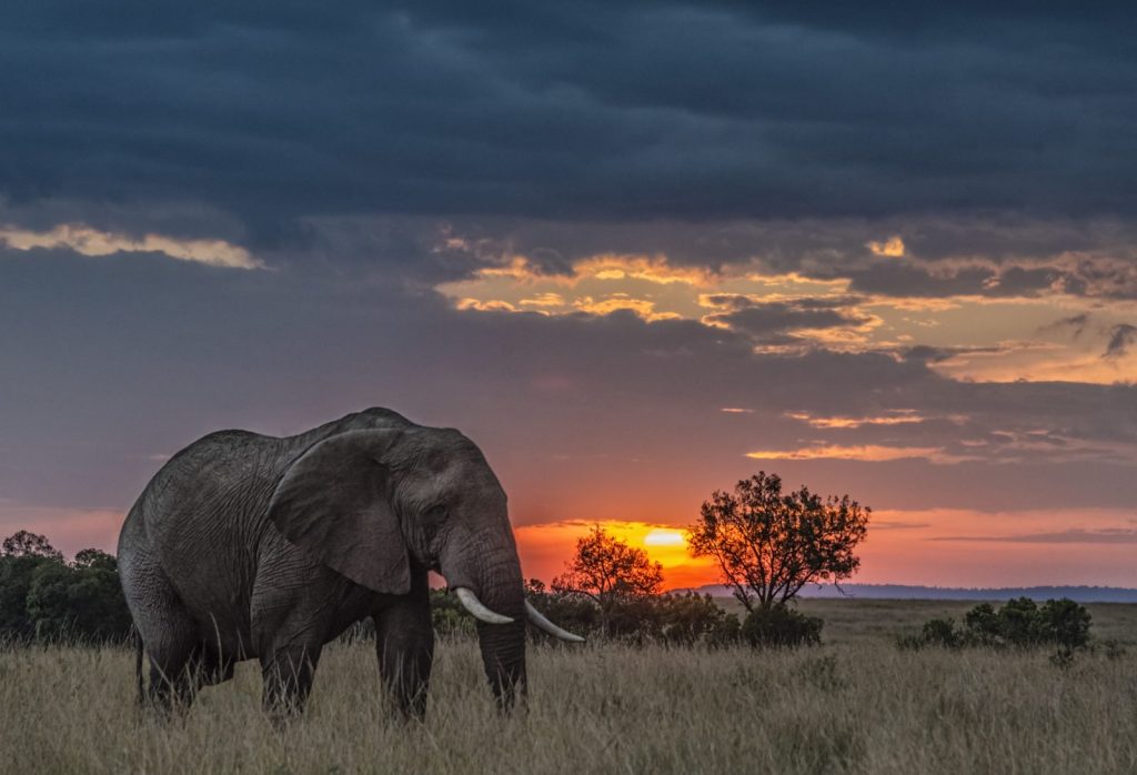 Gajah di Maasai Mara National Park