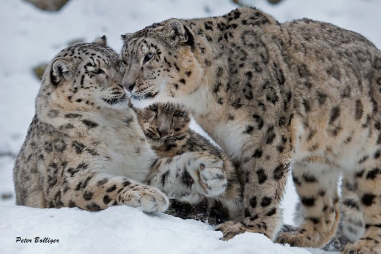  Семья снежных барсов в зоопарке. Фото: Питер Боллигер (Peter Bolliger). 