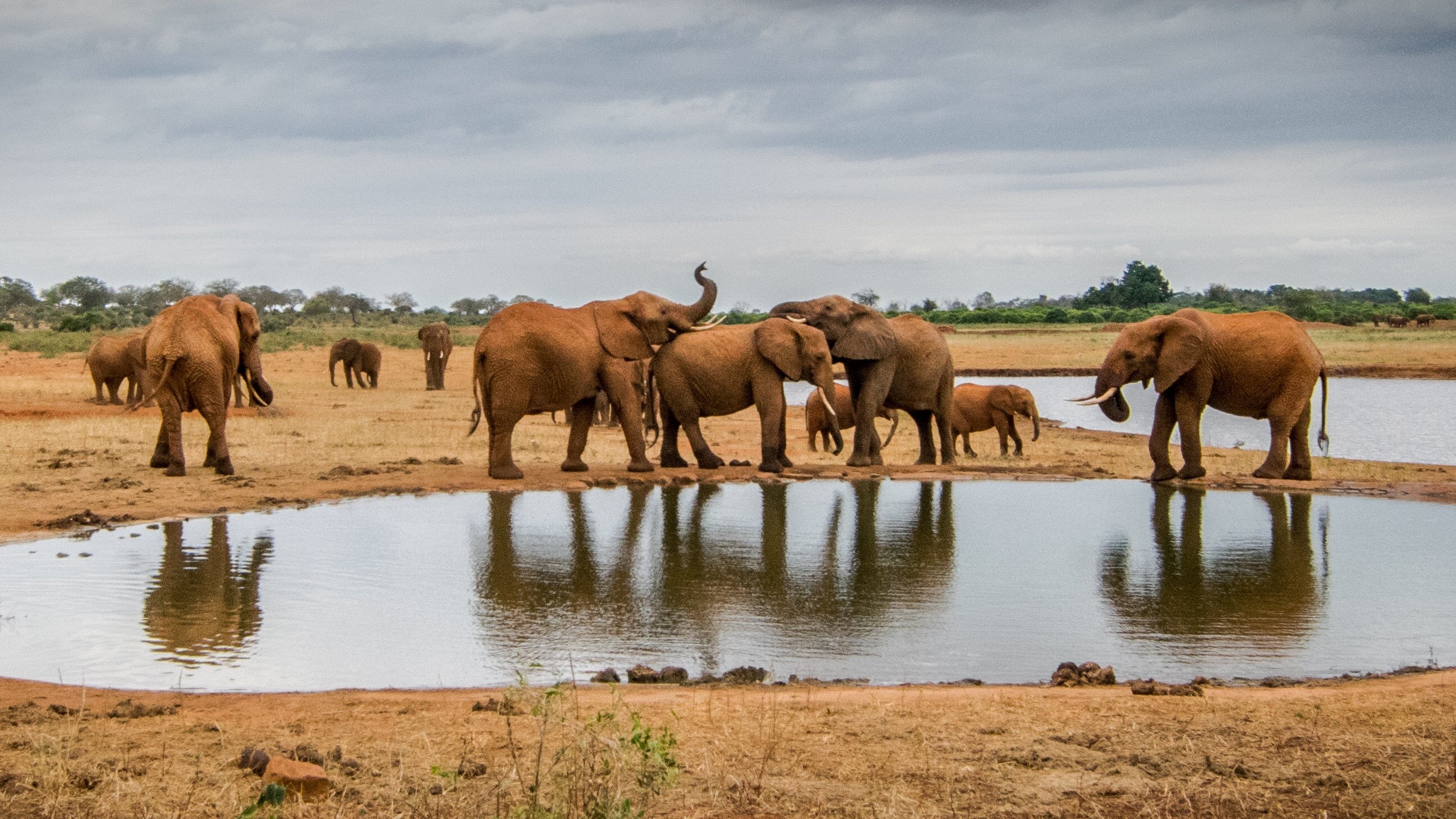 Слоны в кенийском национальном парке Цаво, где идет борьба с незаконными вырубками и вторжением домашнего скота на охраняемые территории. Фото: Джейн Виниярд (Jane Wynyard) / Save the Elephants.