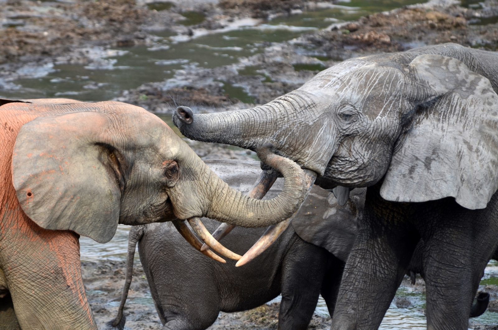 Заглавное фото: самки лесных слонов в парке Dzanga Bai. Фото Андреа Туркало/Elephant Listening Project