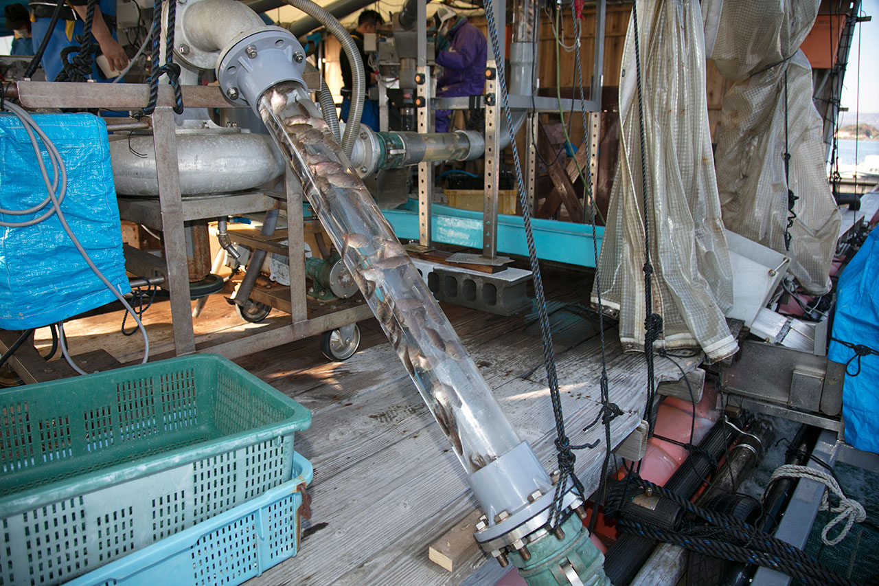 Мальки в трубе на сортировке в Kindai University Aquaculture Hatching Center