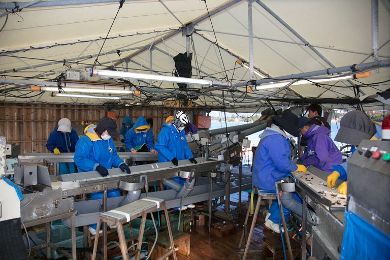 Много рабочих в палкте вручную сортируют мальков в Kindai University Aquaculture Hatching Center