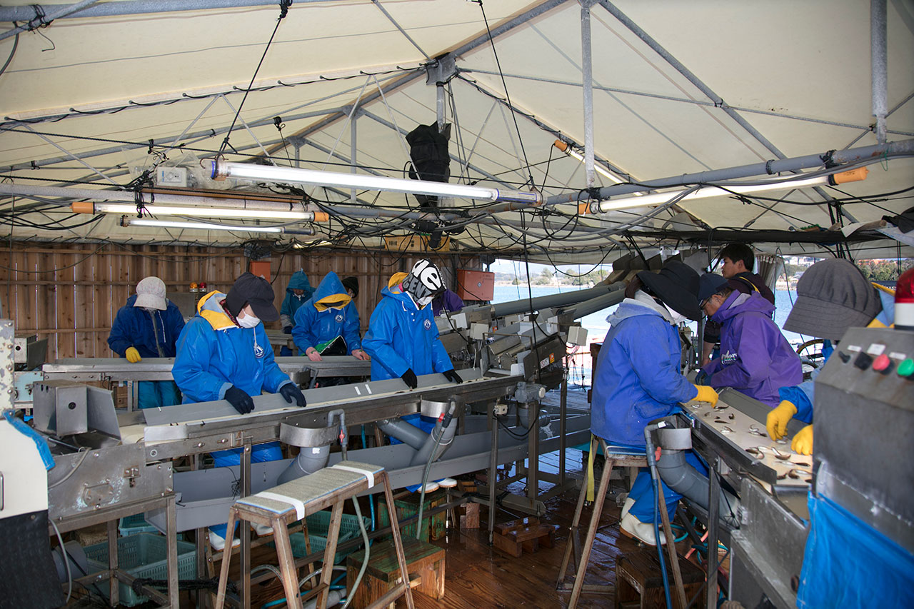Много рабочих в палкте вручную сортируют мальков в Kindai University Aquaculture Hatching Center