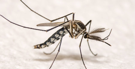 Обычный домашний комар Aedes aegypti