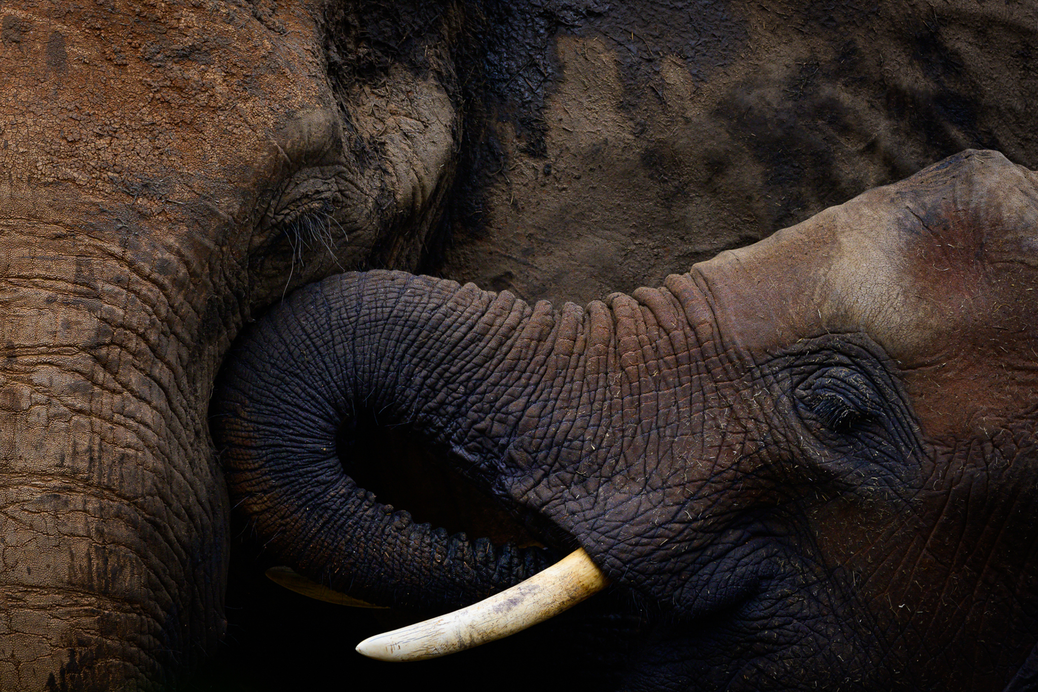Африканский слон, Национальный парк Восточный Цаво, Кения, 2019 год (фото Кристи Одом).