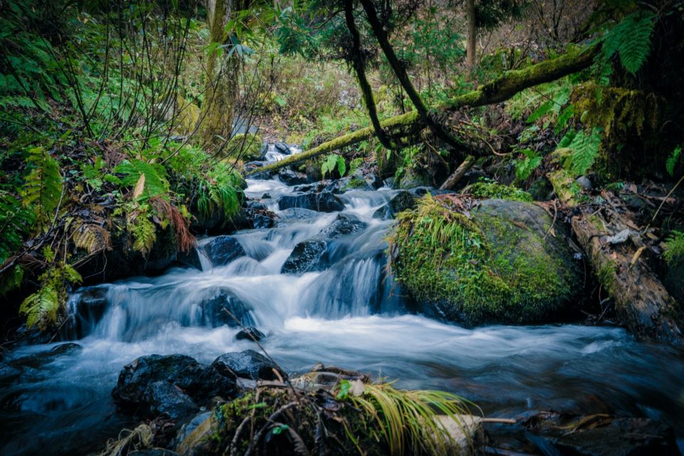 Бурный ручей течет в лесу по камням