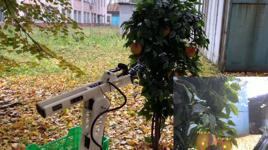 Умный робот для сбора урожая яблок: рука-манипулятор срывает яблоко с дерева
